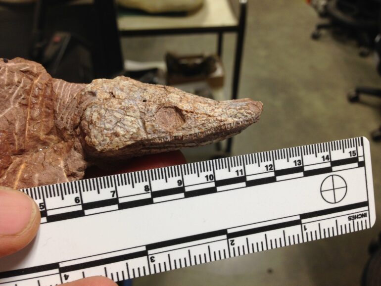 在等待下一个雨季的洞穴中发现的两栖动物化石