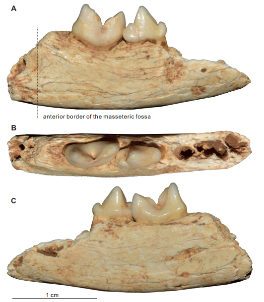 华龙洞遗址发现豹猫化石新种——柯氏豹猫