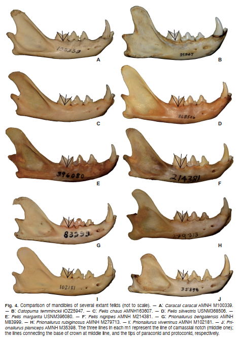华龙洞遗址发现豹猫化石新种——柯氏豹猫