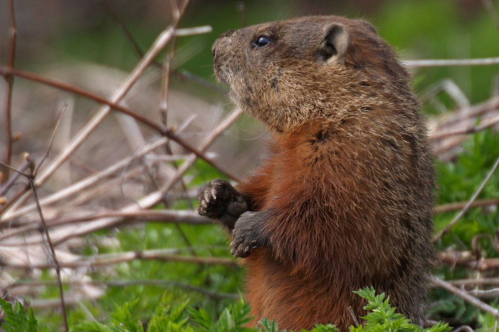 英国《新科学家》周刊网站:土拨鼠或有助解决持久进化争论