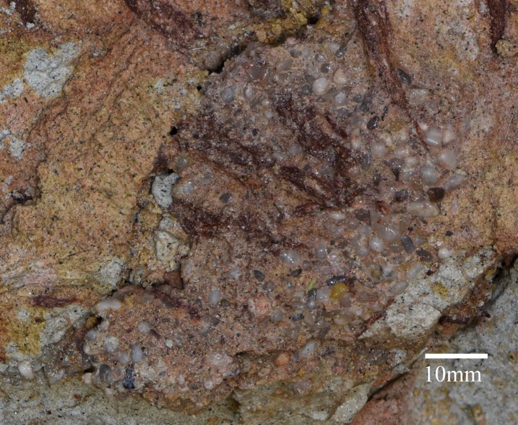 内蒙古发现早白垩世窃蛋龙类恐龙新类群——百年鸳鸯龙