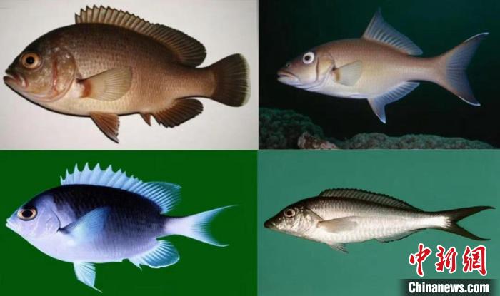 中国高校推出“元古大模型”助力地球科学研究