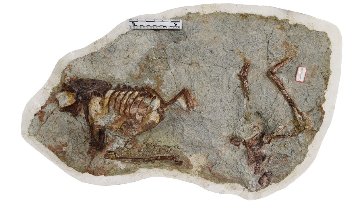 内蒙古发现窃蛋龙类恐龙新属种——百年鸳鸯龙