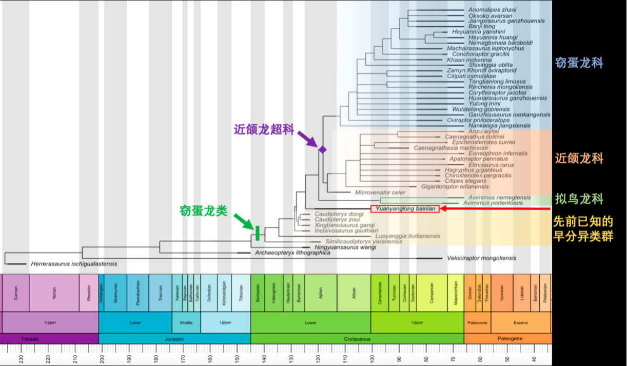 内蒙古发现窃蛋龙类恐龙新属种——百年鸳鸯龙