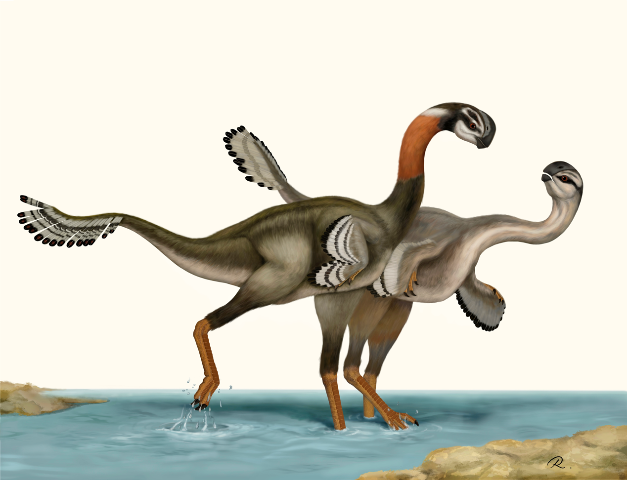 内蒙古发现窃蛋龙类恐龙新属种——百年鸳鸯龙