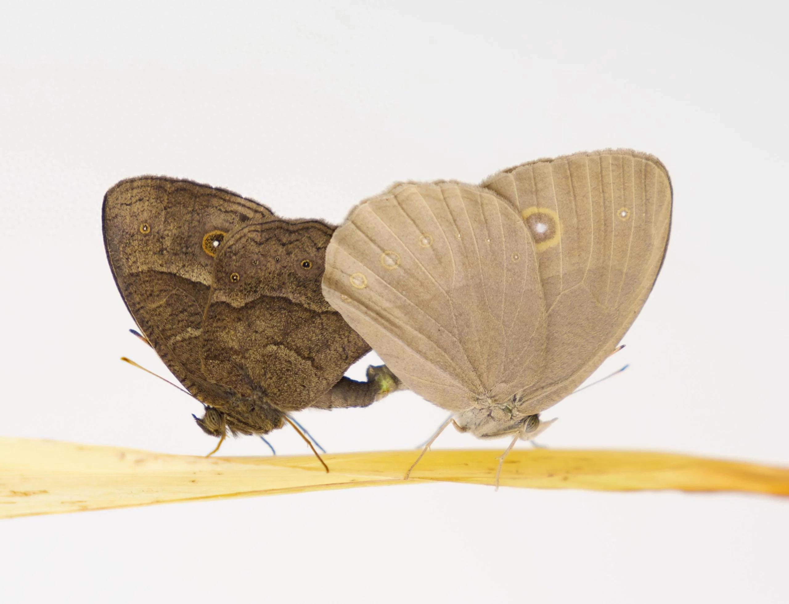 ��ѧ�ҽ⿪�����Ͷ��ӳ����ɫ�Ľ���֮��