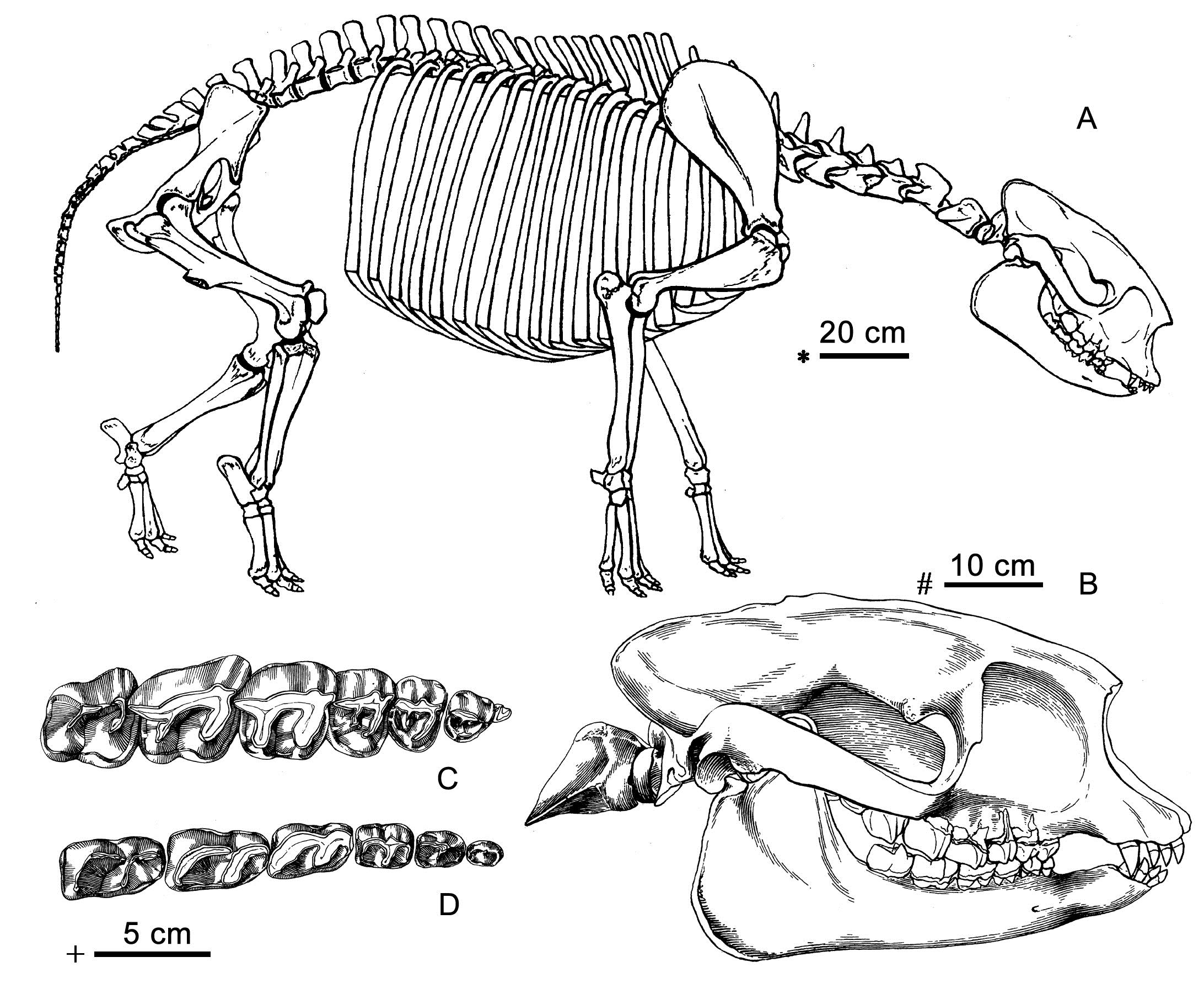 ���й��ż�׵����־������ĿϬ���Ʒֲ���ʽ����
