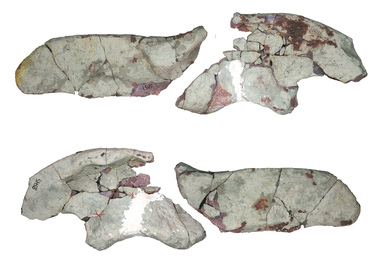 ������������Ư�ǡ�