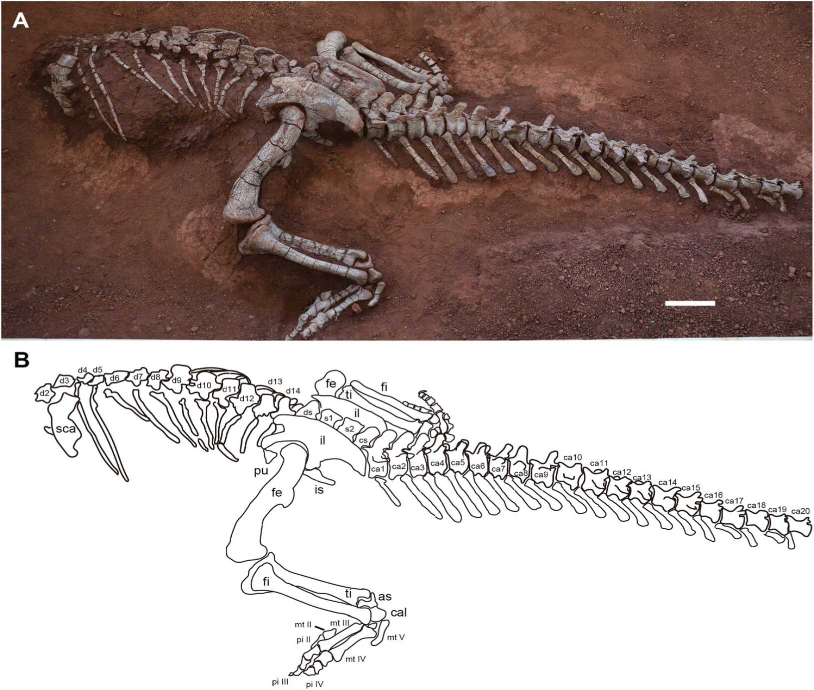 ����»�ᷢ����٪�����������һ���֡�������������