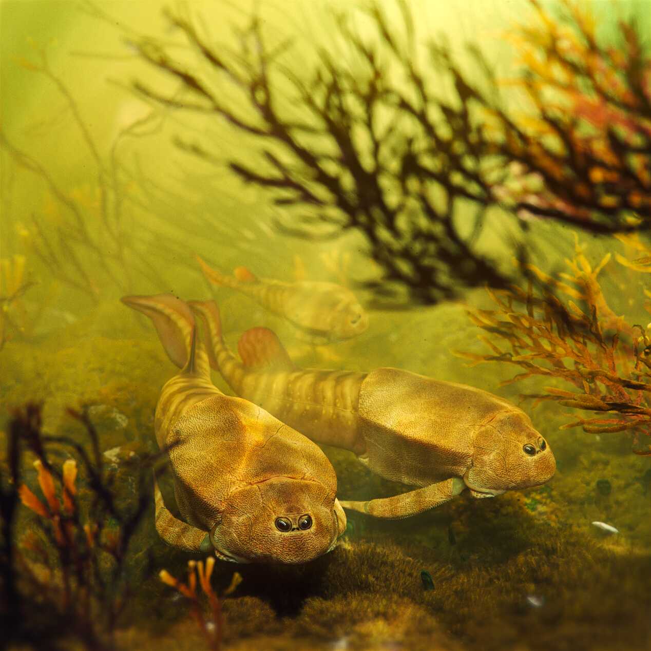 �����������������³�Ա���齭Դͷ��ʽ�����ĵ�һ�㡪���齭Դ�����㣨Bothriolepis zhujiangyuanensis��