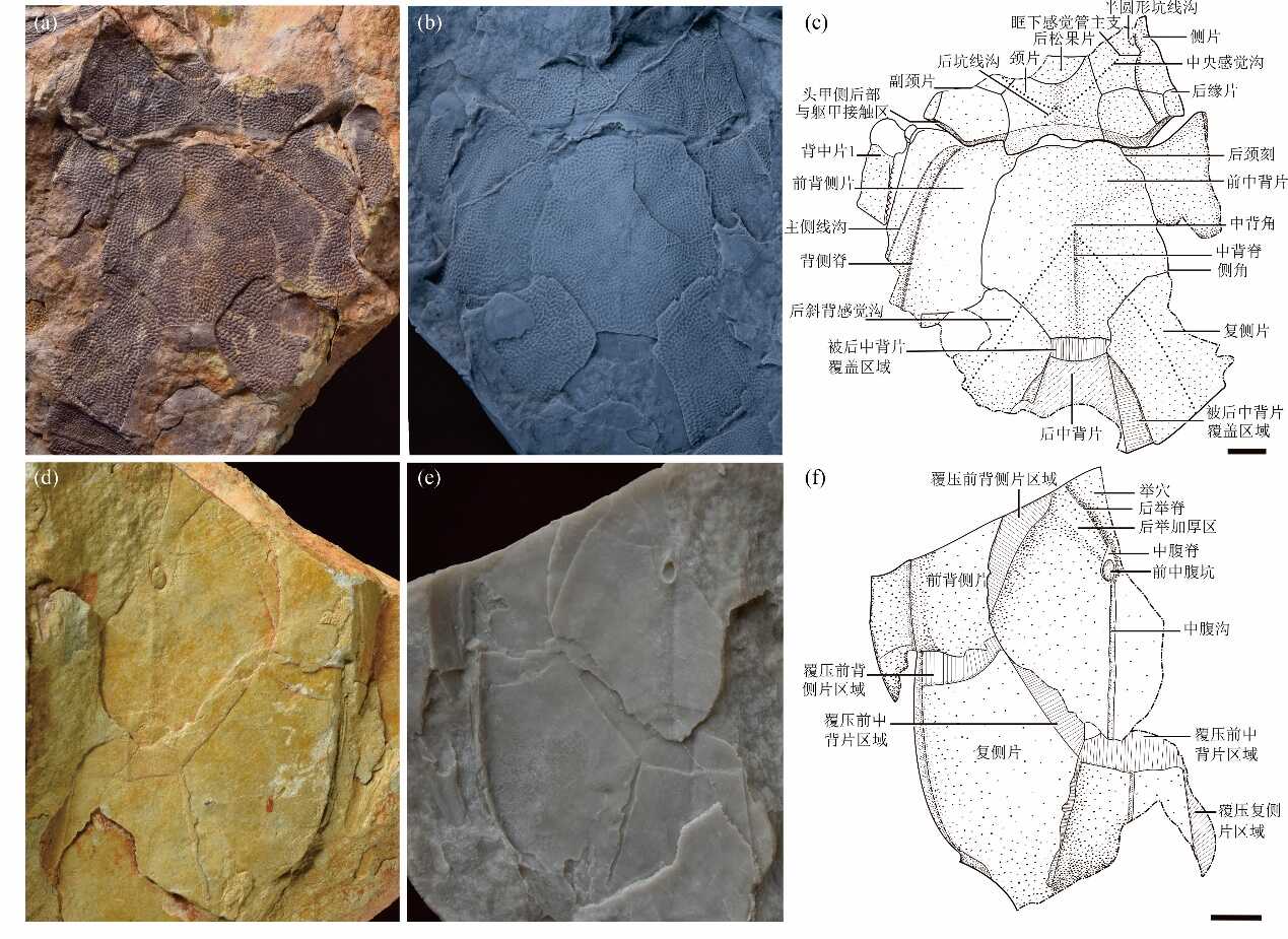 �����������������³�Ա���齭Դͷ��ʽ�����ĵ�һ�㡪���齭Դ�����㣨Bothriolepis zhujiangyuanensis��