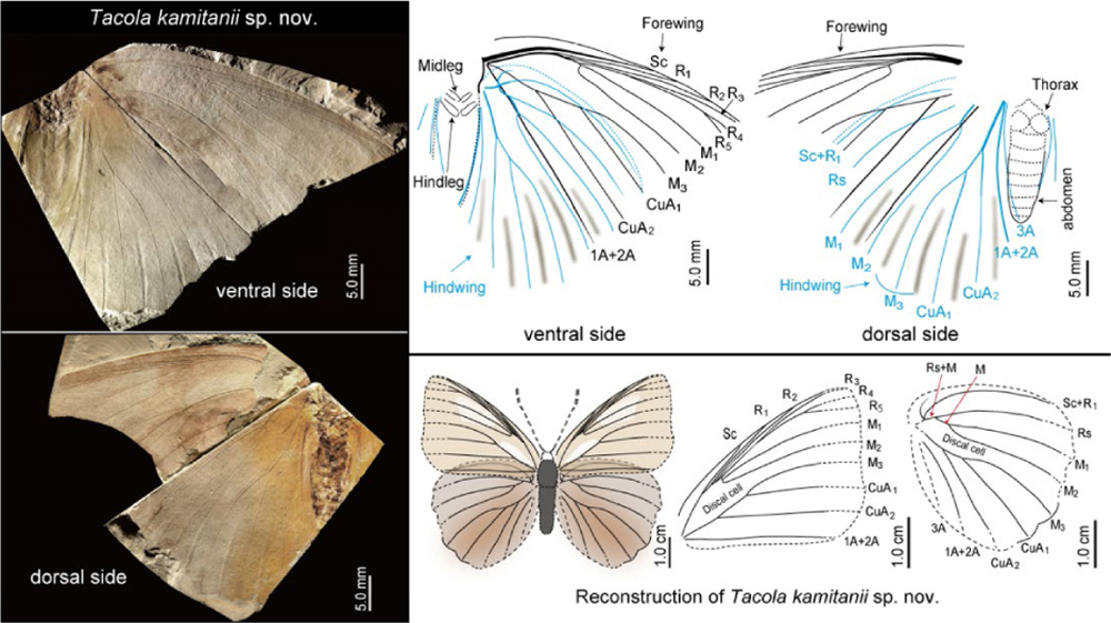 �ձ��������滯ʯ������С����亱�����Ļ�ʯ��һ���µ�������֣�Tacola kamitanii