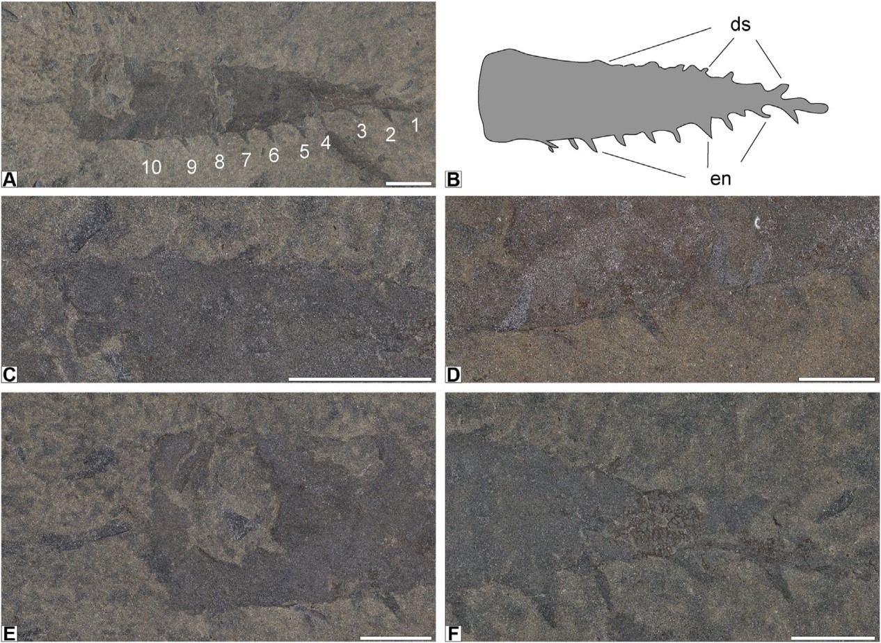 оȡҪͻƣ״йֺʳCaryosyntripsǯϺ