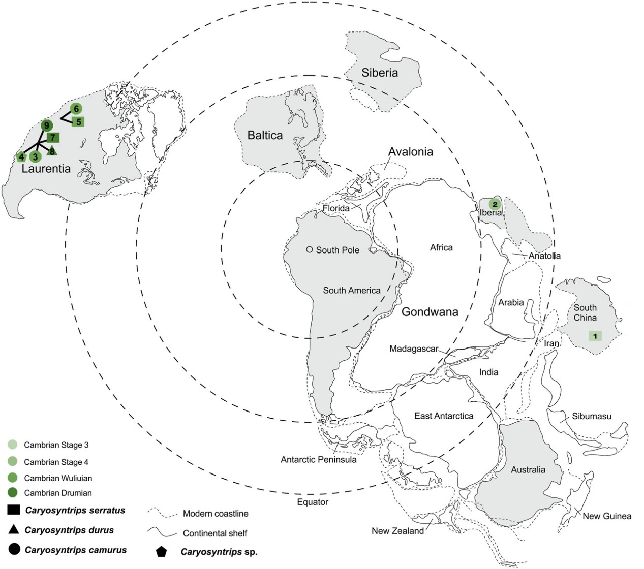 оȡҪͻƣ״йֺʳCaryosyntripsǯϺ