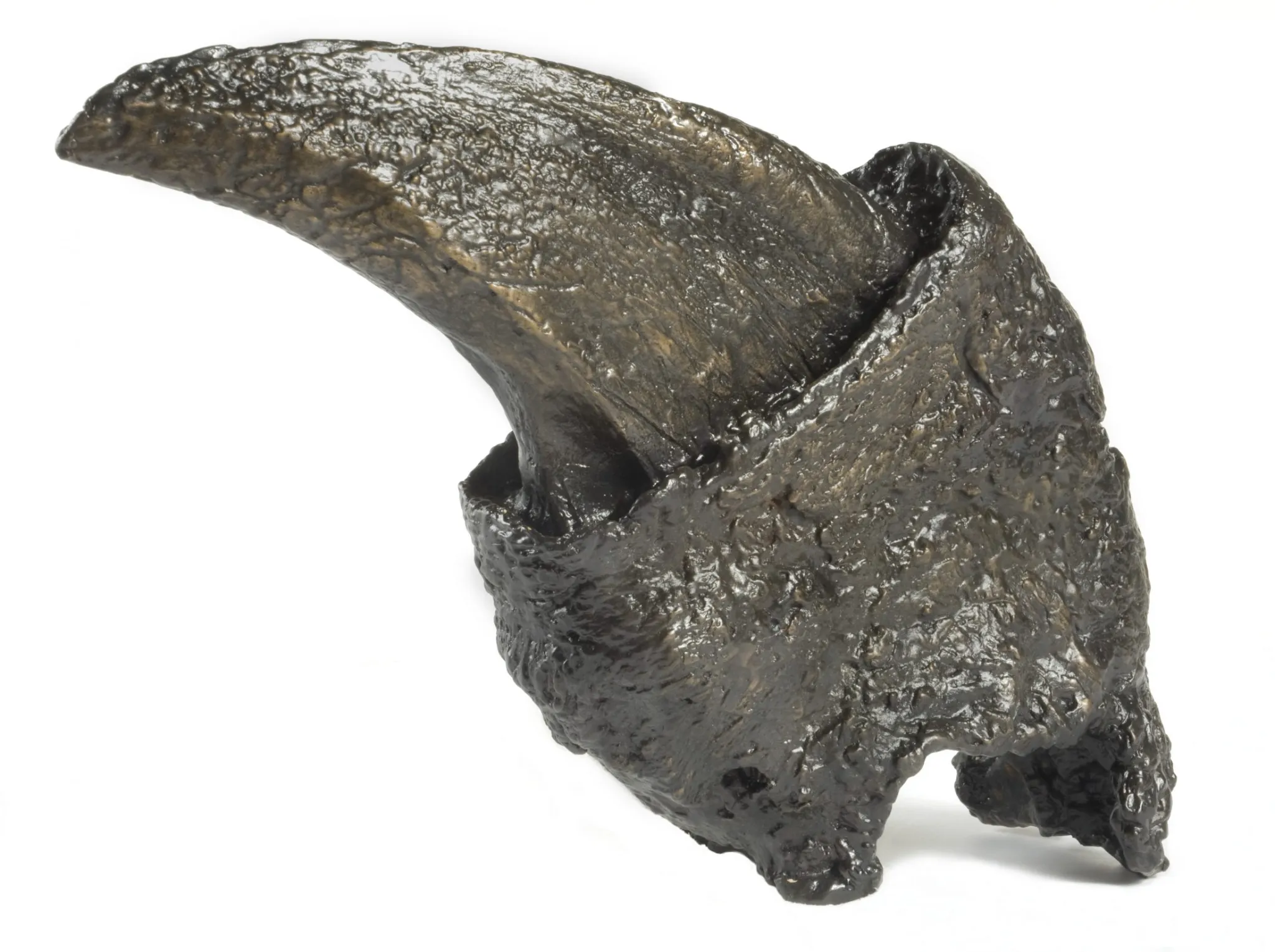 8000磅重的树懒曾经在北美漫游,他们去哪儿了?