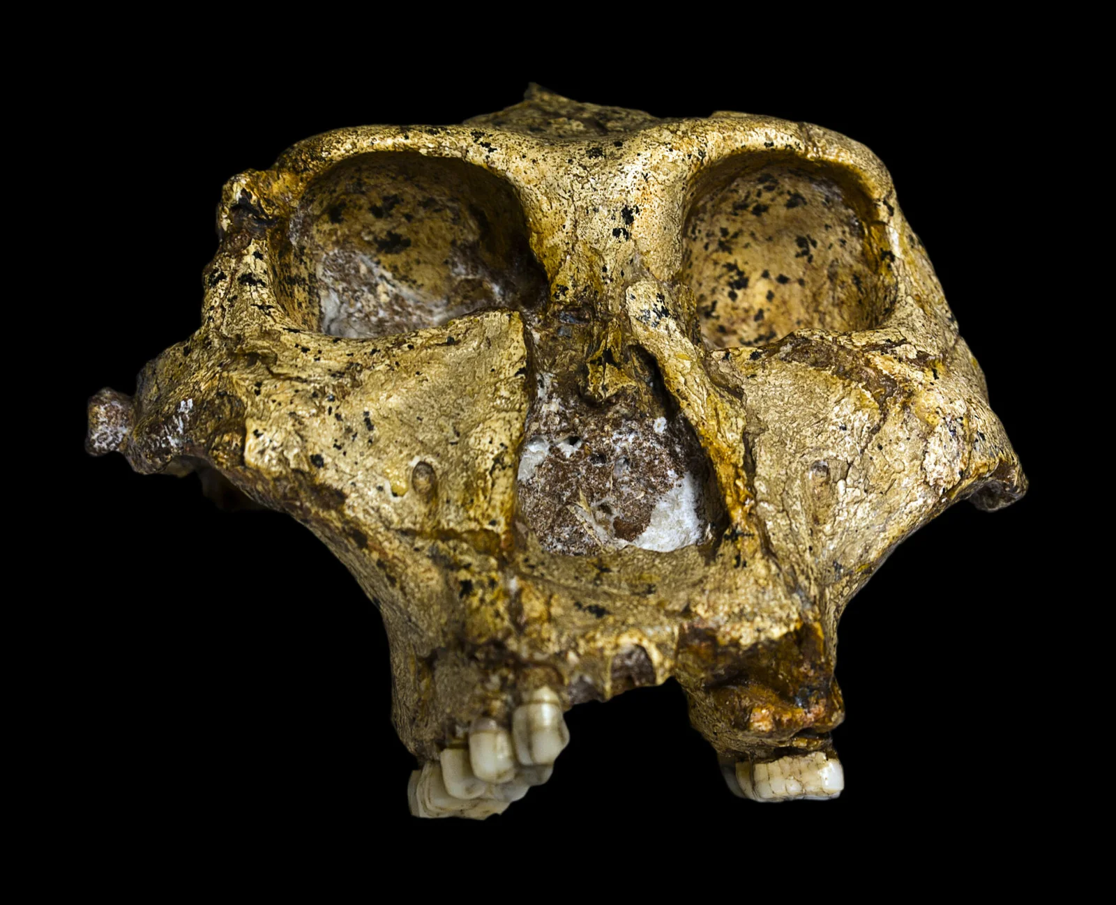 来自Paranthropus robustus牙齿的牙釉质蛋白揭示了生物学性别和遗传变异性
