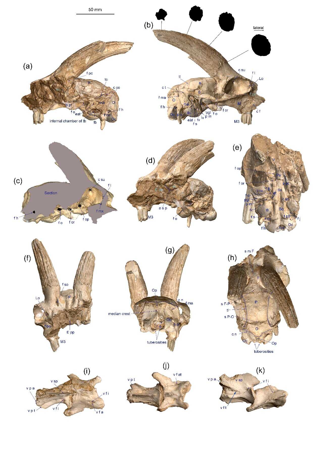 青藏高原发现稀有化石,或揭示羚羊亚科演化关键节点