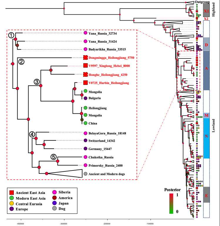 ��DNA�о���ʾ���ǻ���ĸϵ�Ŵ���ʷ