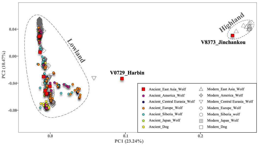 ��DNA�о���ʾ���ǻ���ĸϵ�Ŵ���ʷ