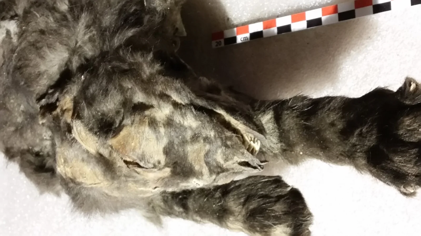 两只冰河时代的幼崽被确定为狼,而不是早期驯养的狗