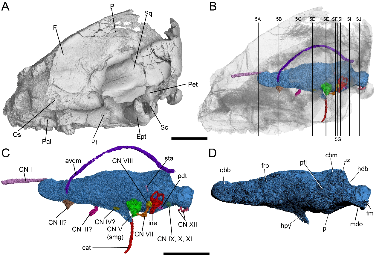 ���������Ʊ�������­�о���ϵͳ�о��½�չ