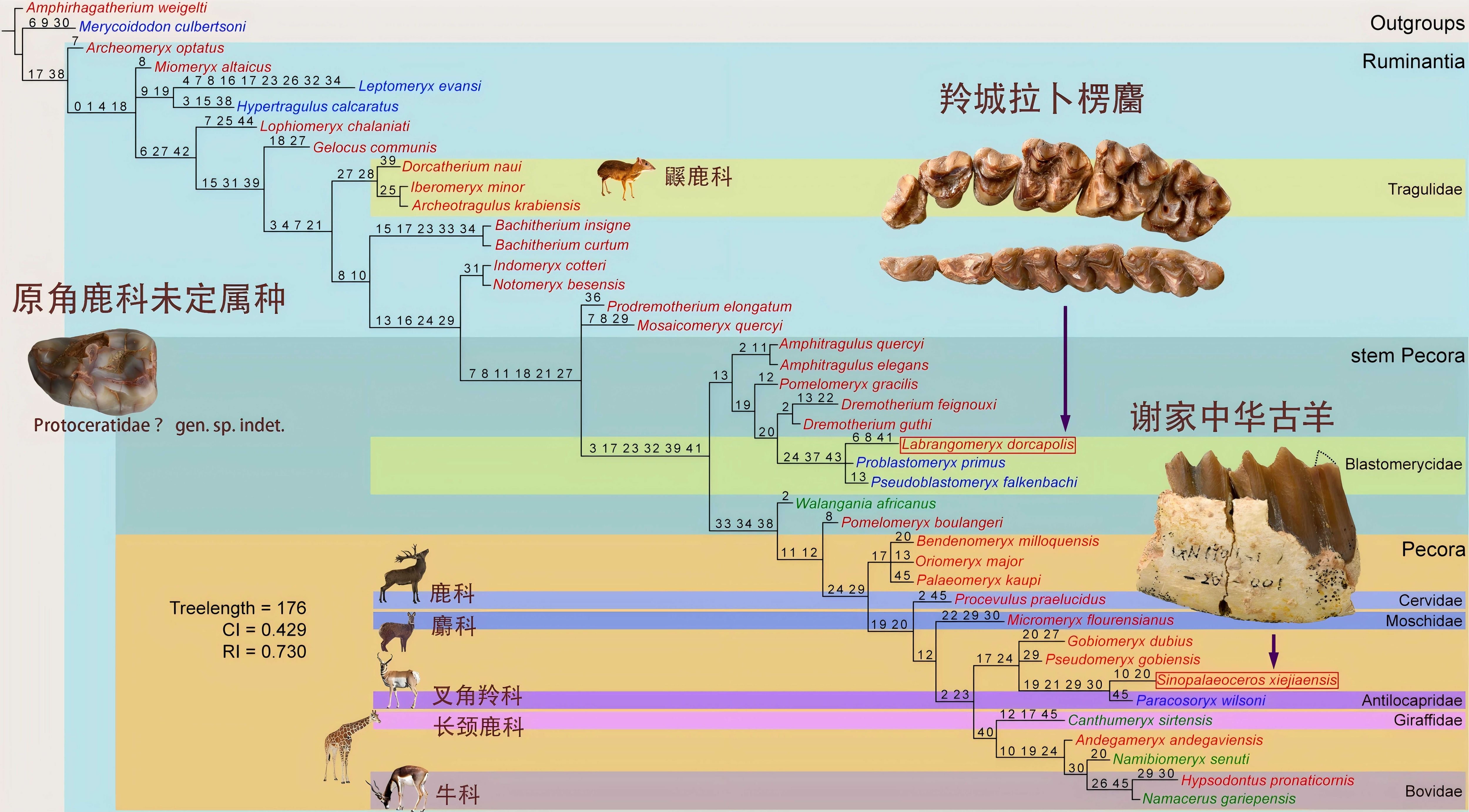 ��ظ�ԭ�������������ؼ���ۻ���ﻯʯ ��ʾŷ�Ǳ�����ۻ�ཻ����֤��