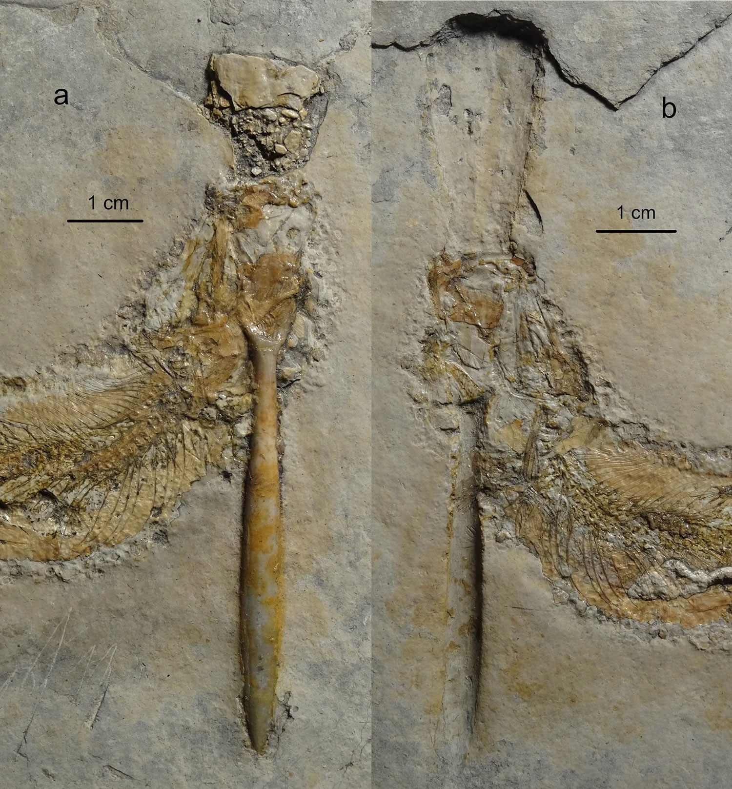 ʯоʾ٪޼౻ͷදǺ