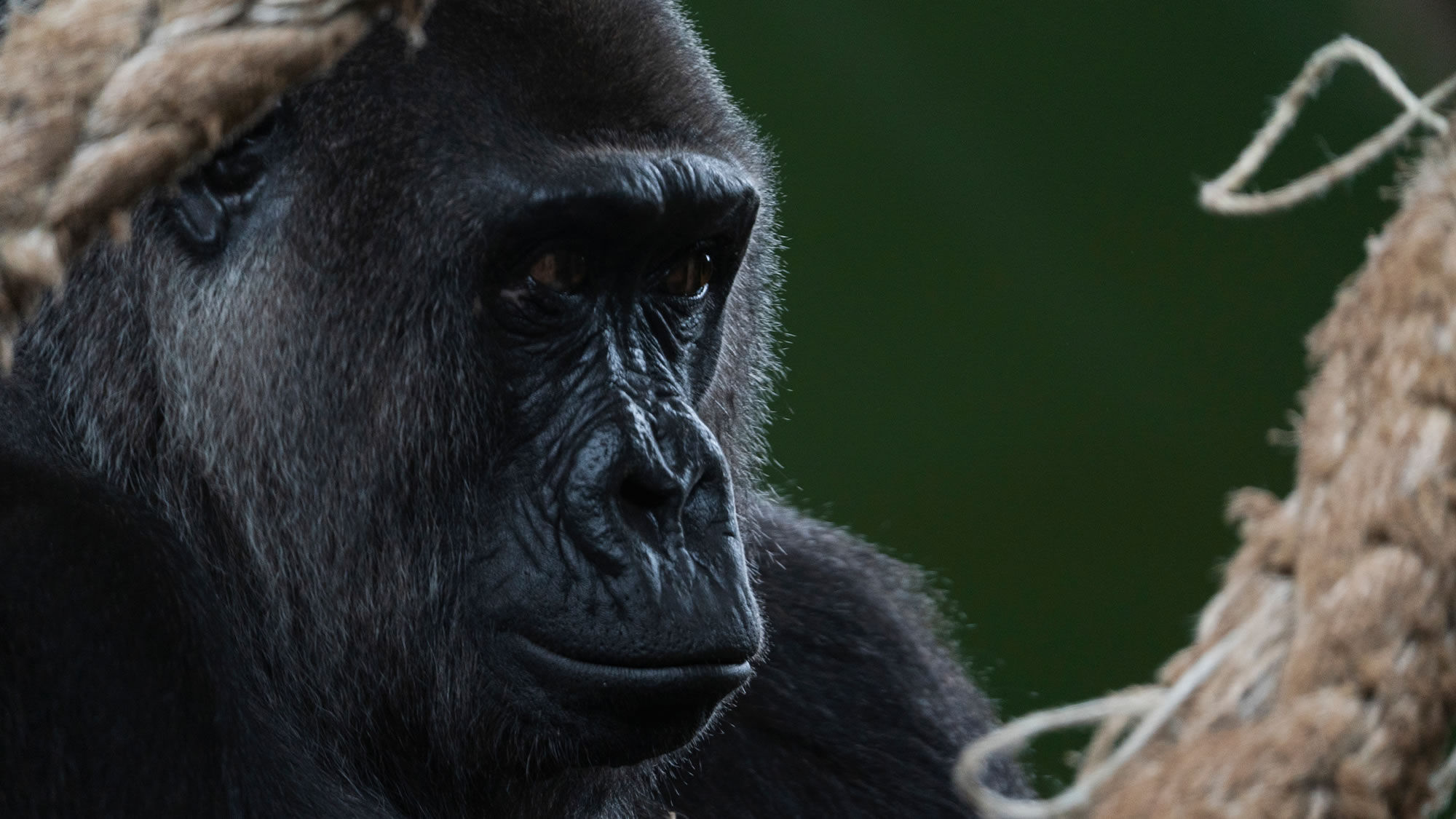 ΪʲôԽغĴСܽǶص°