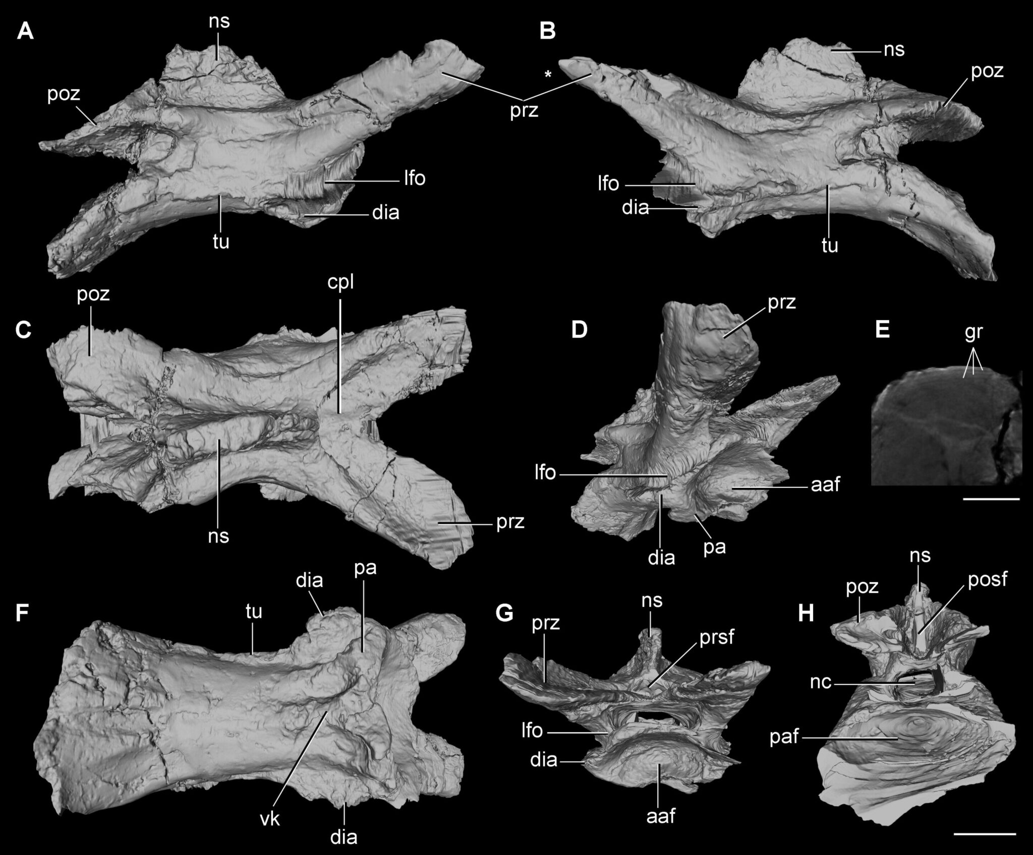 ��ֻ���ϵļ�׵�����ڵ���������������Ҵ�������������һ���������Ĺ���