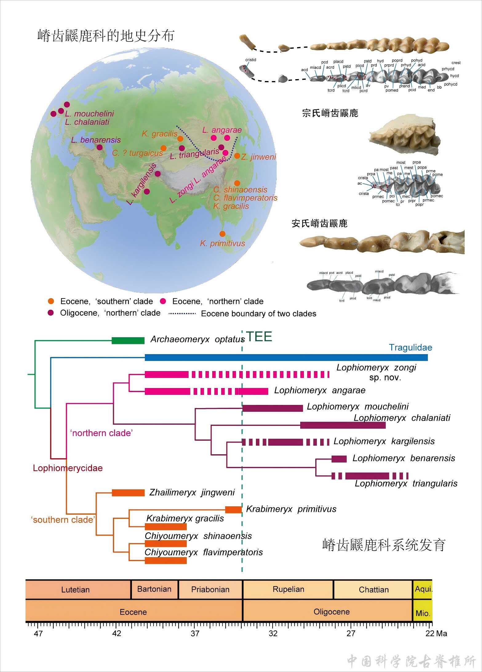 中国科学家在宁夏发现始新世新种嵴齿鼷鹿 揭示反刍类早期演化与环境适应奥秘
