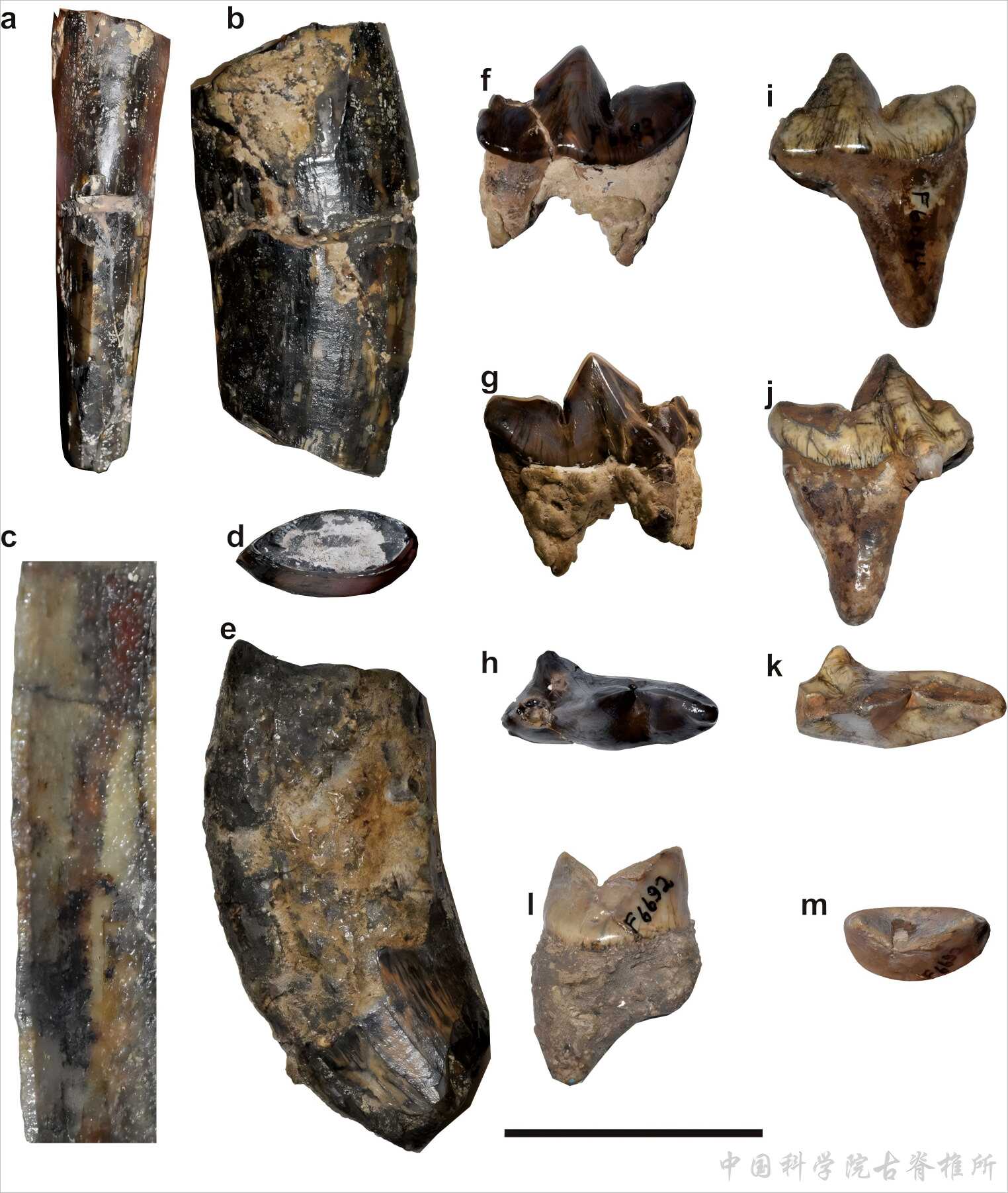 ӡ��������צ��ɣ������ַ������������ڣ��İ�����򤻢�����������ѧ����