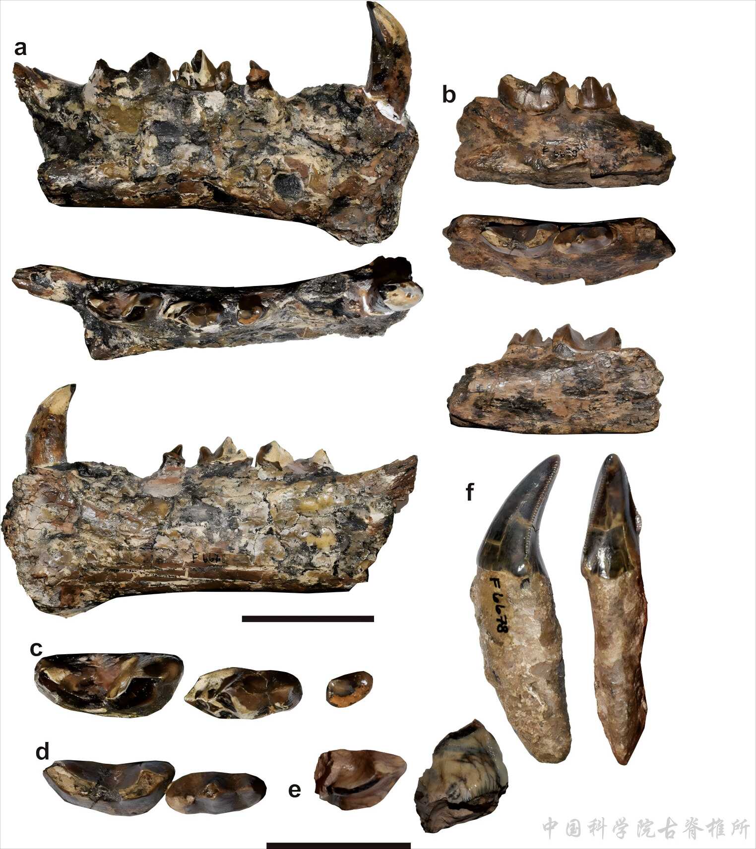 ӡ��������צ��ɣ������ַ������������ڣ��İ�����򤻢�����������ѧ����