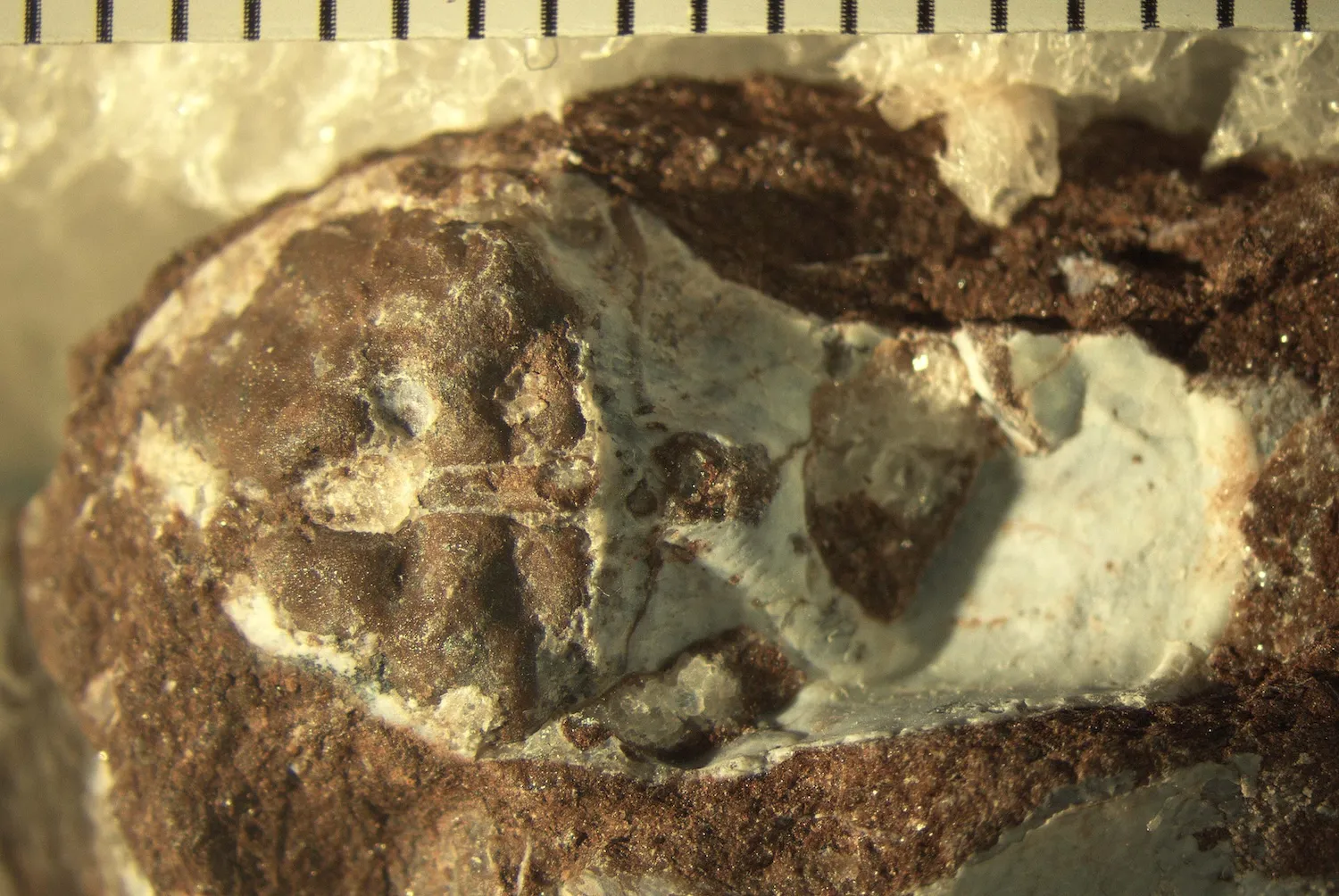 一条眼睛黏糊糊的鱼可能会颠覆进化史