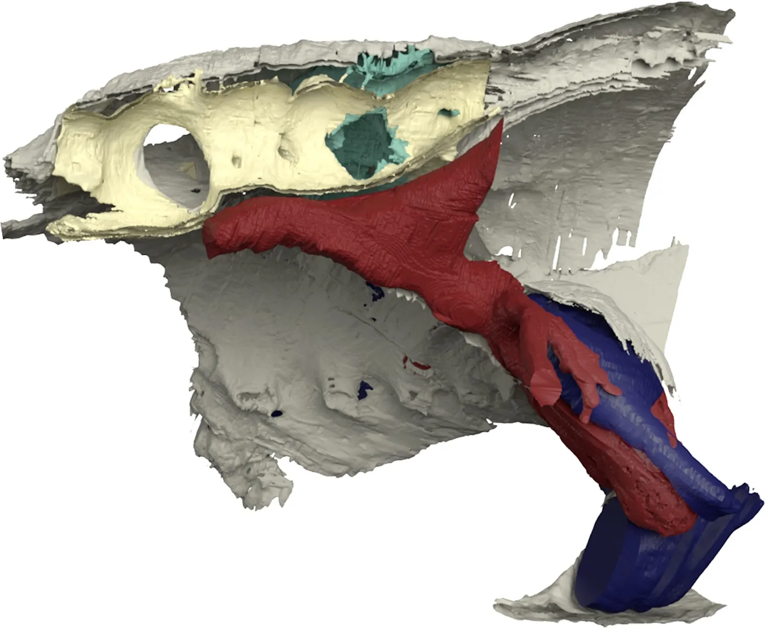 一条眼睛黏糊糊的鱼可能会颠覆进化史