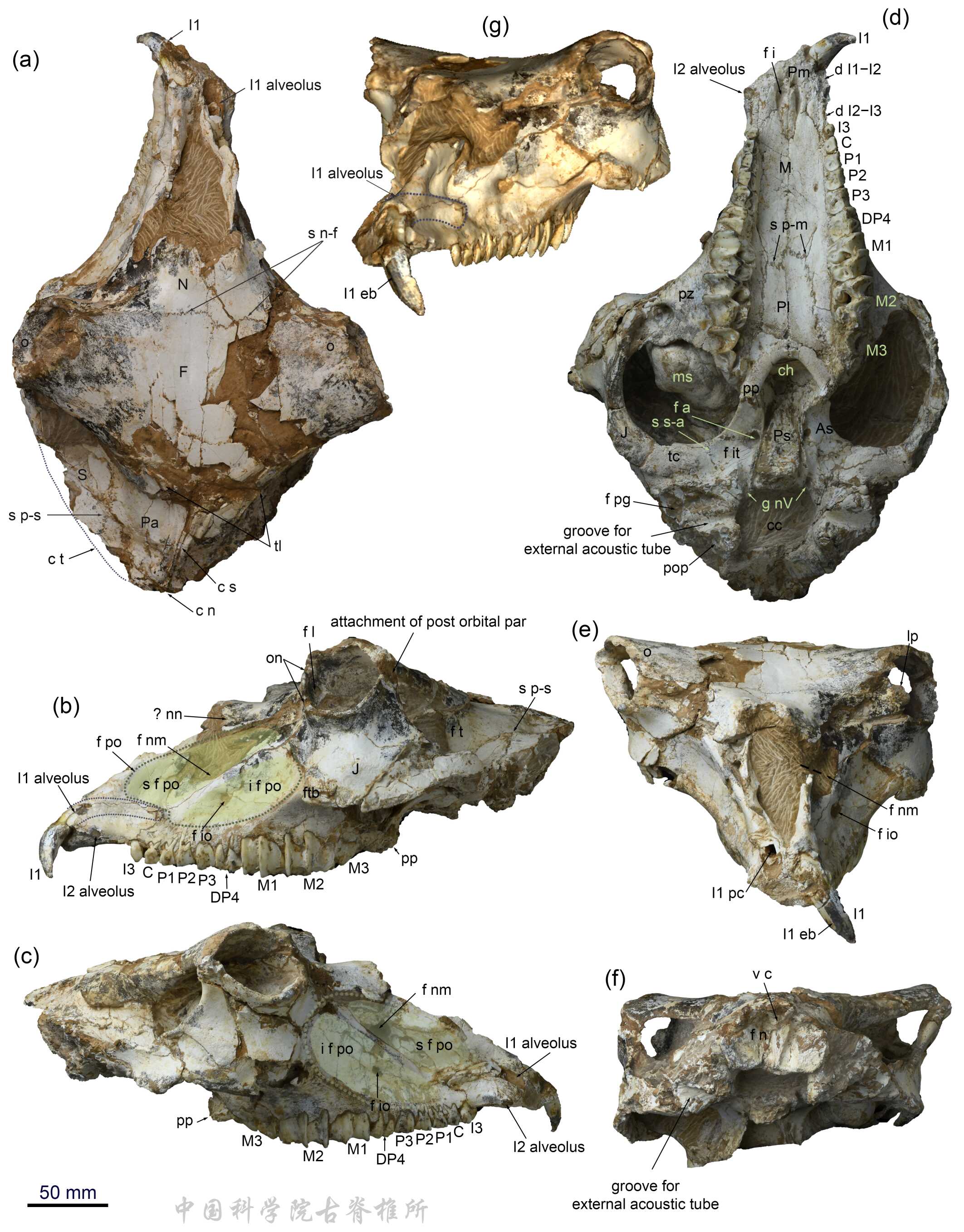 �й���ѧ���״η�����������������ú���צ��������������ͷ��