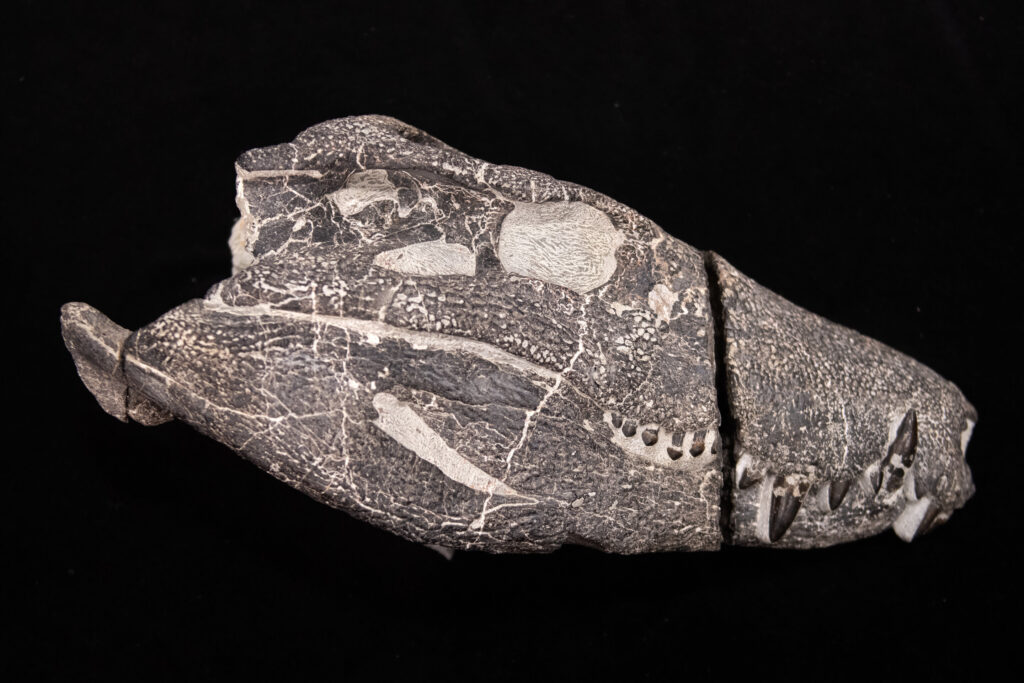 ��ʧ�����������ɱ��������������