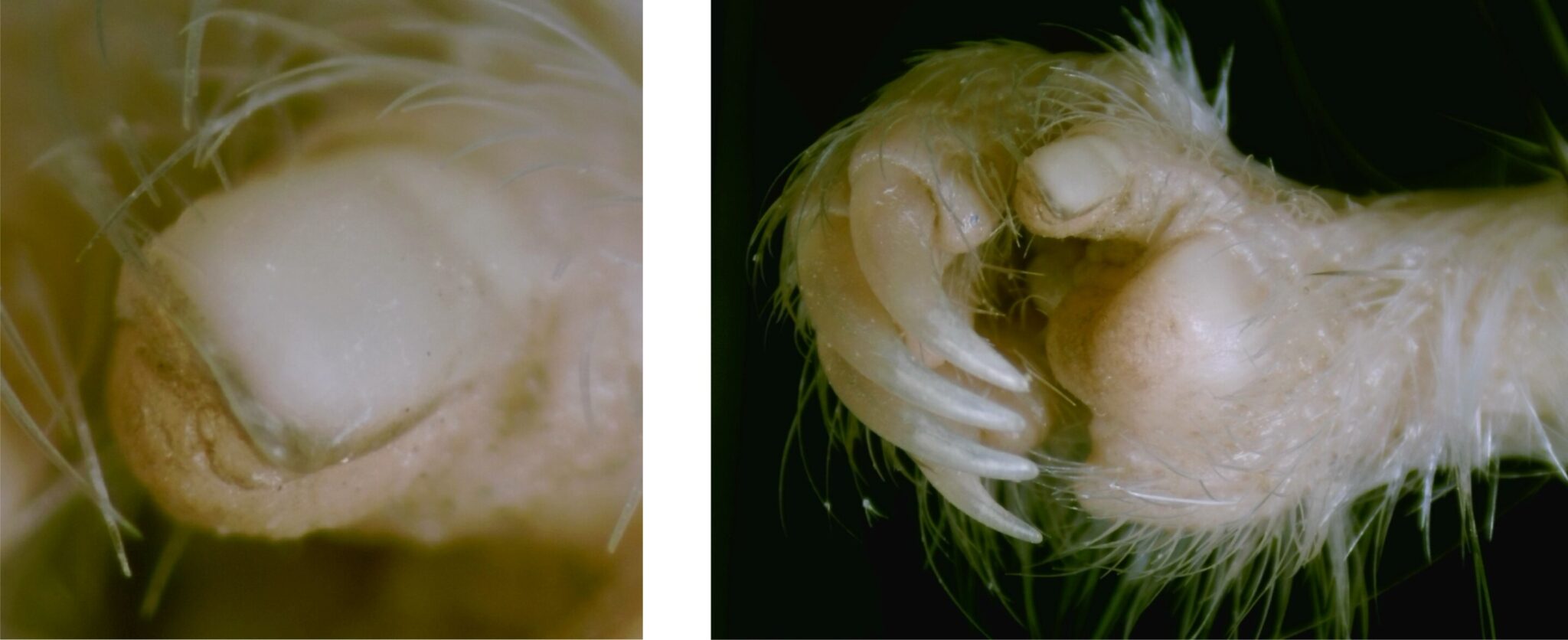 ���ݶ������Ĵָ�׵��ݻ�����ɹ���ɢ