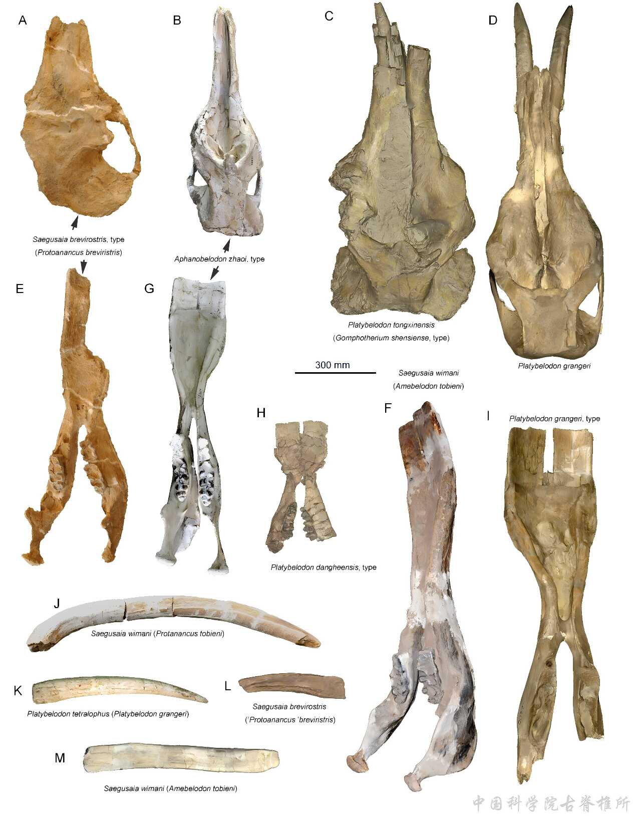 �й���ѧ���ƽ�������⣺ʷǰ