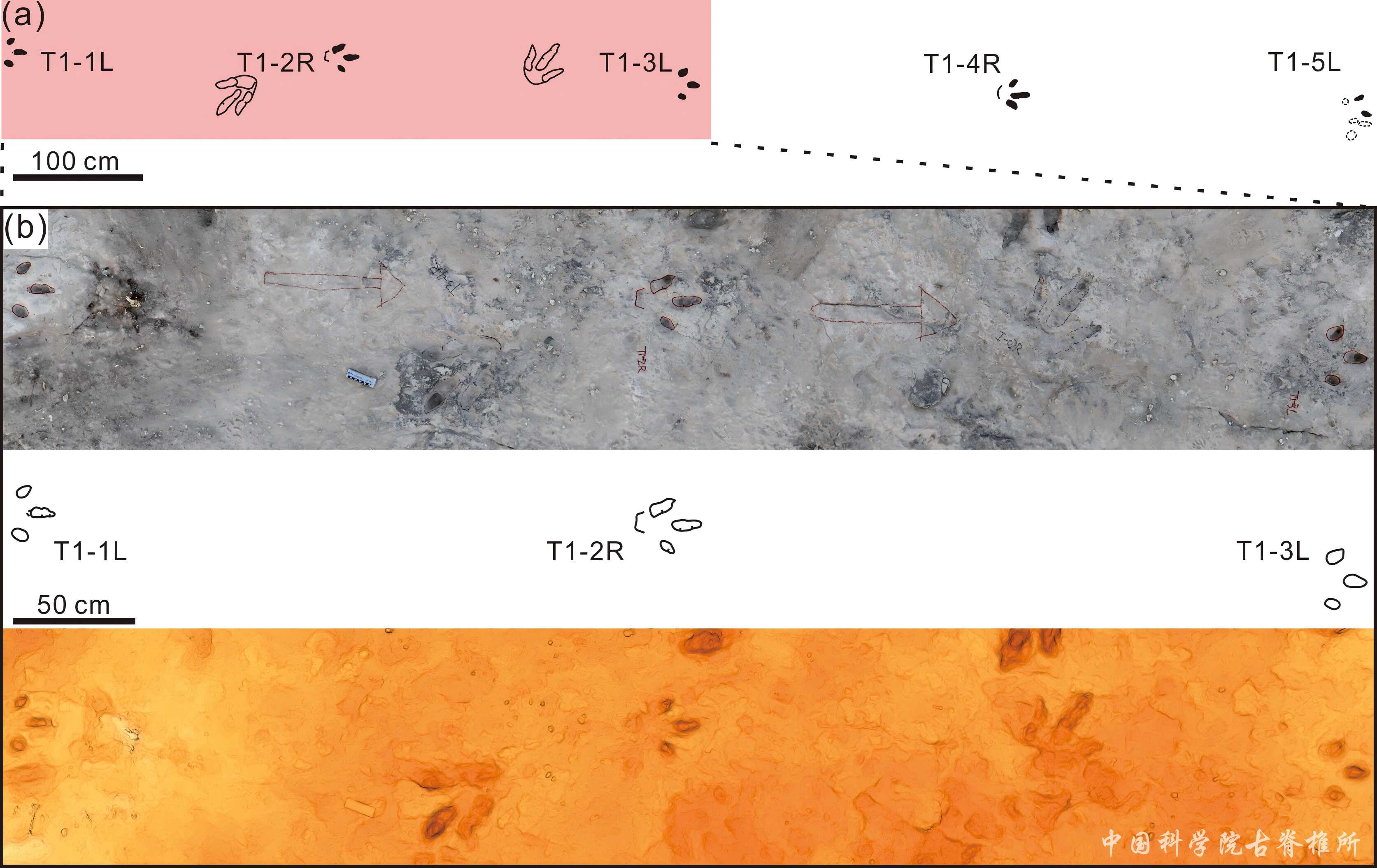 内蒙古鄂托克发现白垩纪兽脚类恐龙最快奔跑行迹