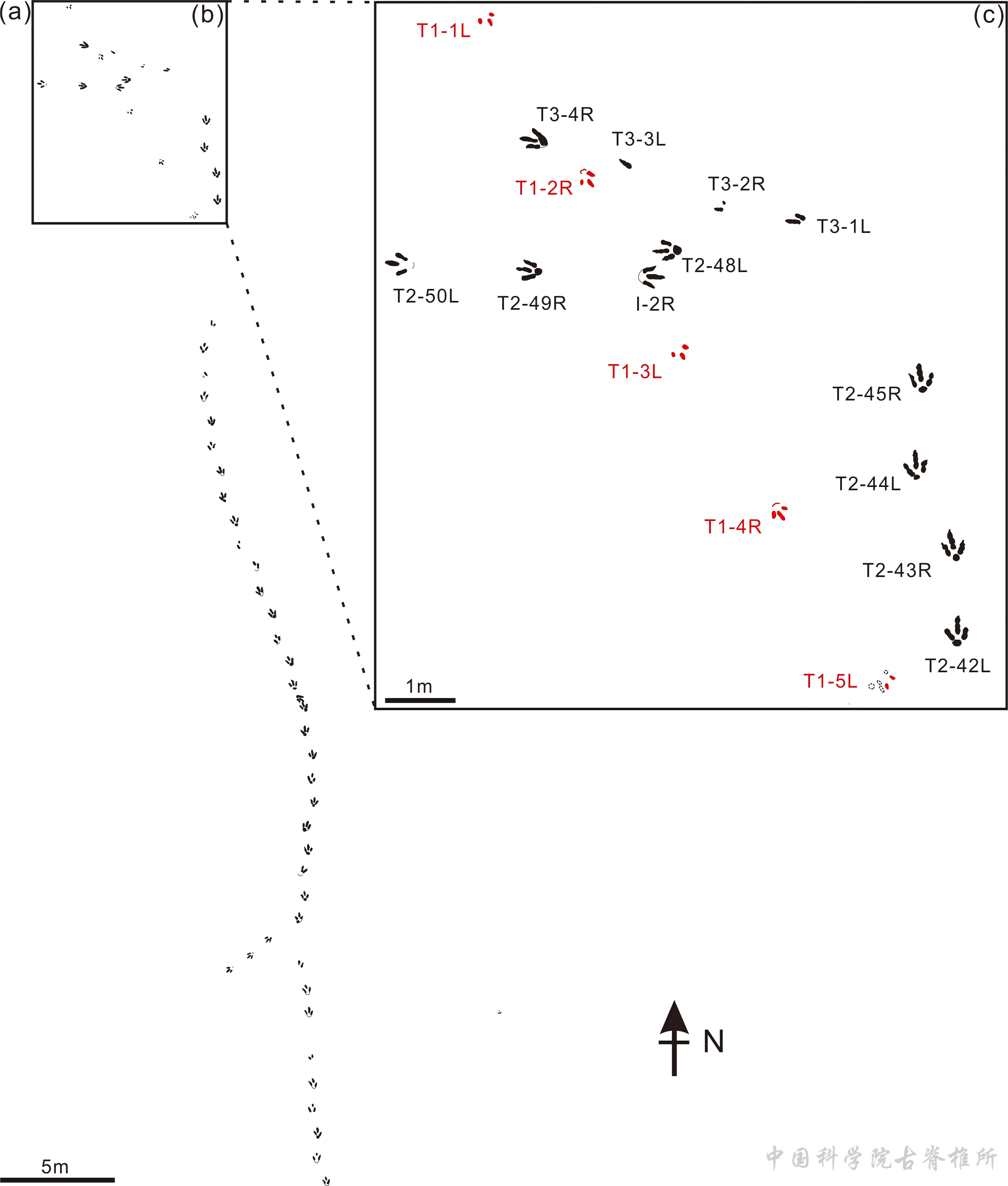 内蒙古鄂托克发现白垩纪兽脚类恐龙最快奔跑行迹