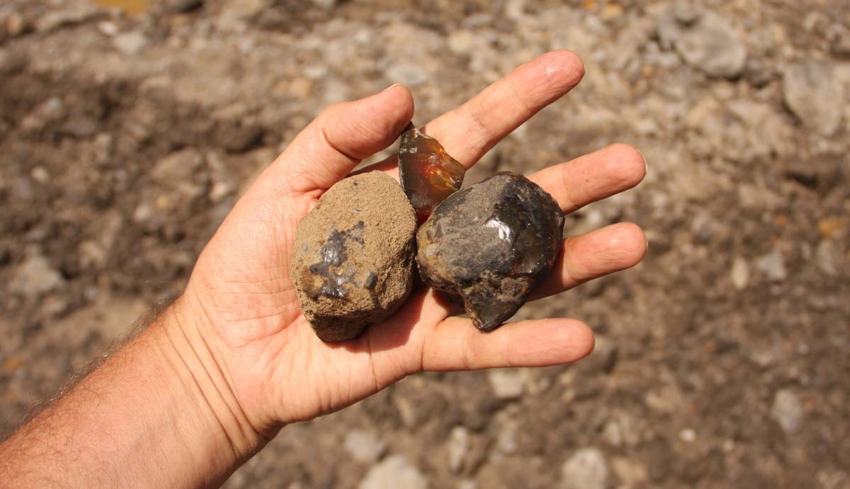 南美洲首次发现琥珀中的古代昆虫