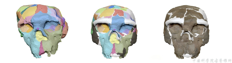 中国新研究刷新人类演化时间线,证实丹尼索瓦人属于龙人支系