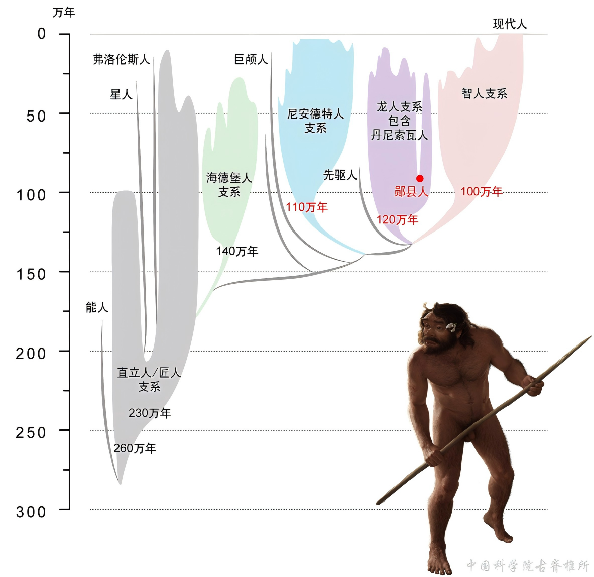 中国新研究刷新人类演化时间线,证实丹尼索瓦人属于龙人支系