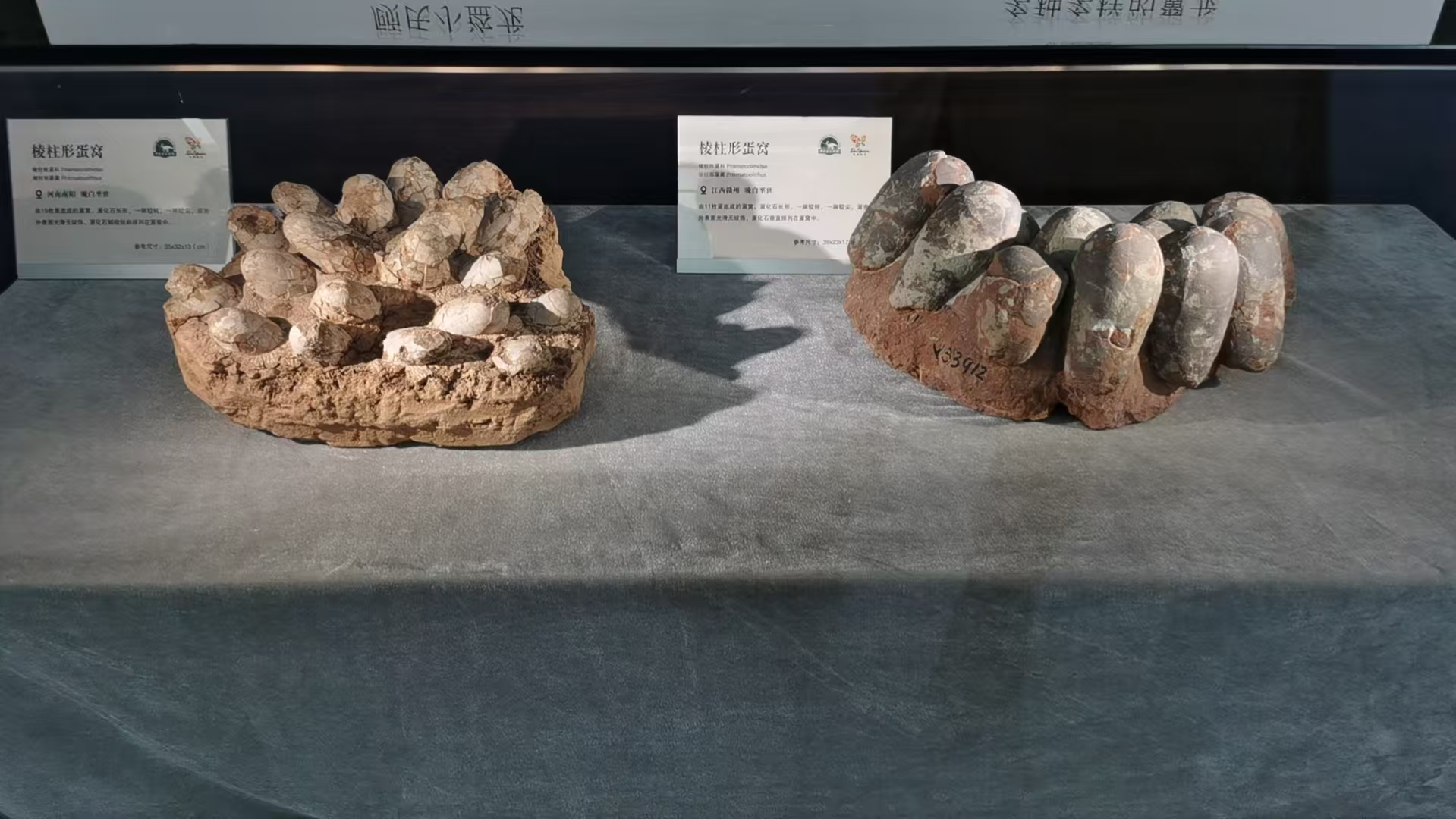 古脊椎所“生命的延续—中国古动物馆馆藏蛋化石精品展”在延庆世园研学基地开幕