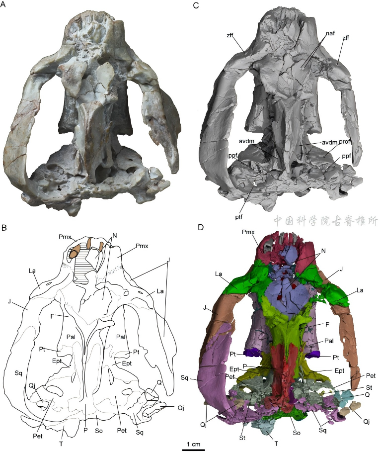 新疆五彩湾自贡似卞氏兽形态学专著