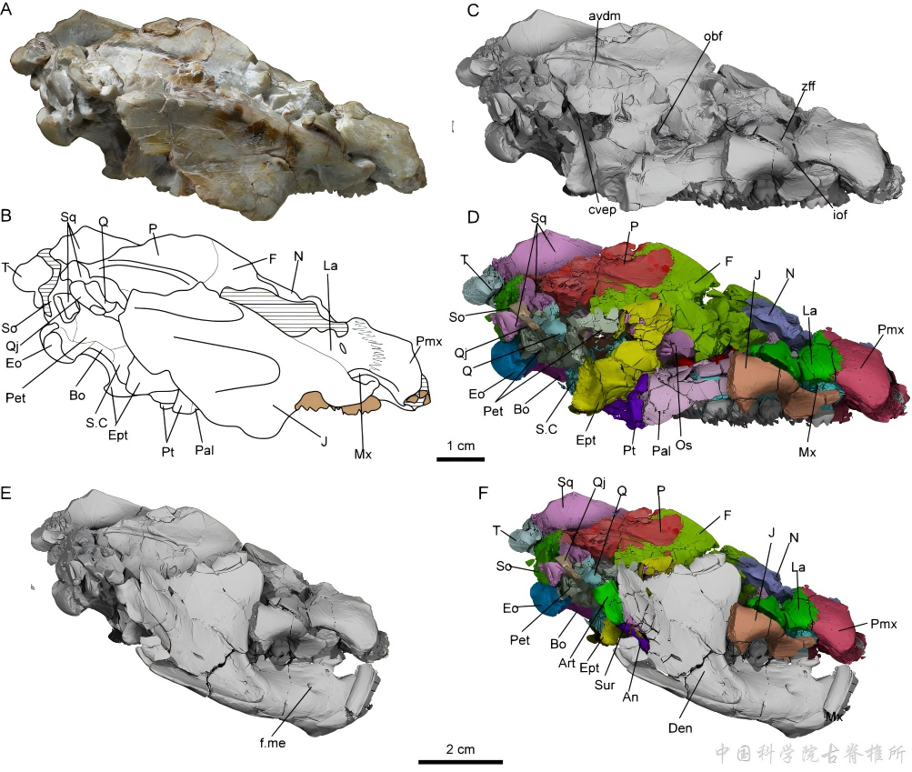 新疆五彩湾自贡似卞氏兽形态学专著