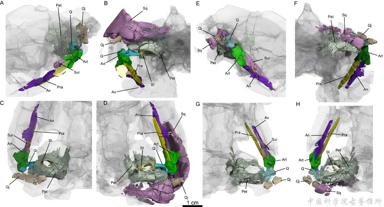 新疆五彩湾自贡似卞氏兽形态学专著