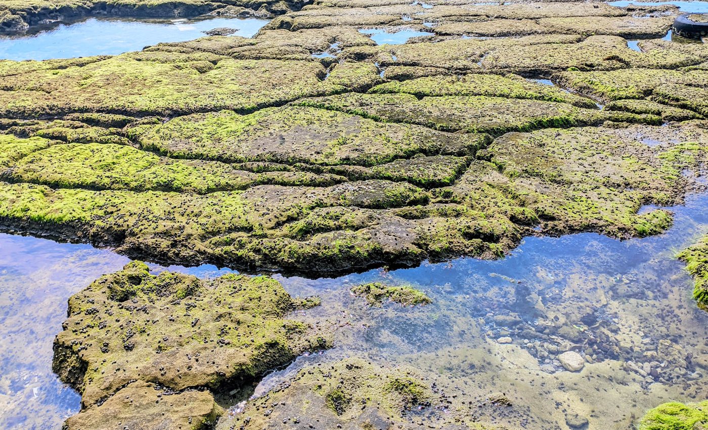 研究显示:气候变暖让北极地下古生物醒来