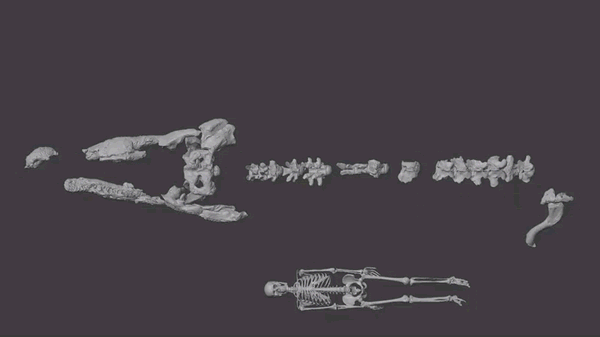 ���޶�������֫������ѧģ���ʾ����ת���������ݻ��Ĺ�ϵ