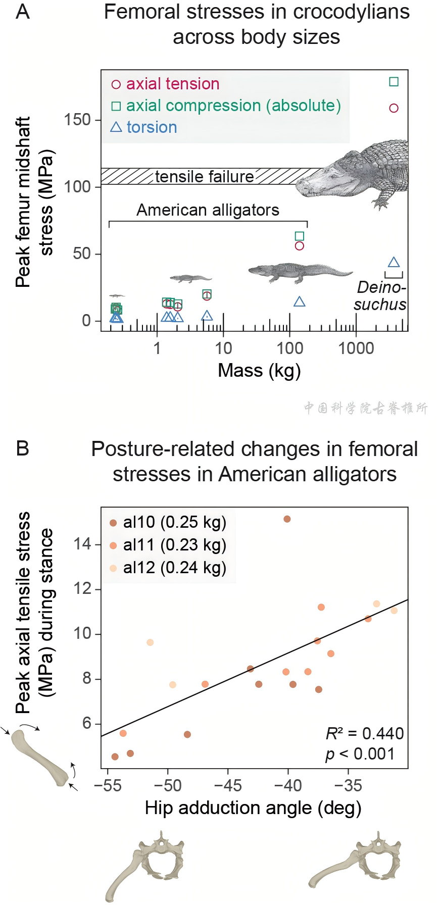 ���޶�������֫������ѧģ���ʾ����ת���������ݻ��Ĺ�ϵ